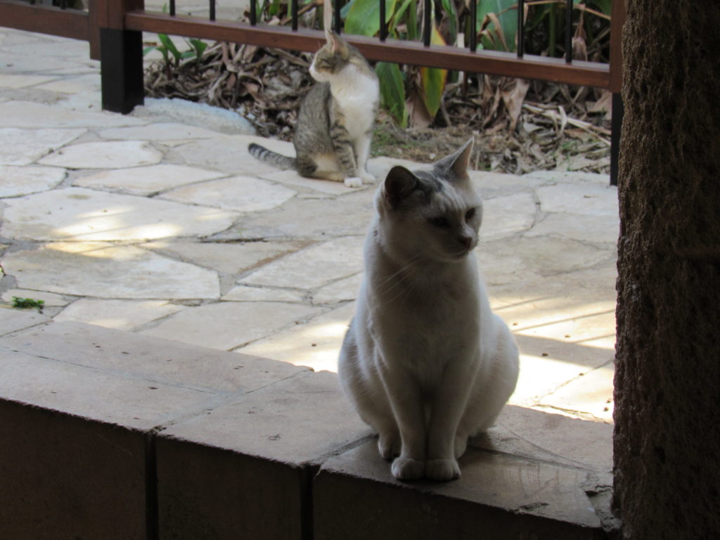Feral Cats And Cyprus No Bigons